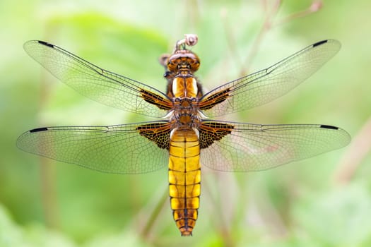Female flat-bellied dragonfly - Libellula depressa - back view - in a macro shot