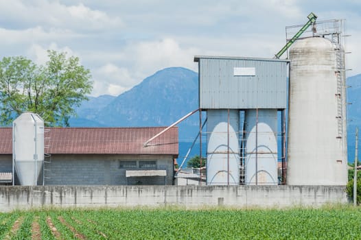 Old cowshed with old .silos for cattle fodder