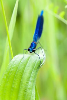 Male Banded Magnificent Dragonfly - Calopteryx splendens in a macro shot