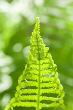 Fern - Polypodiopsida in a macro shot