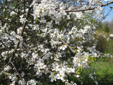 Sly flowers