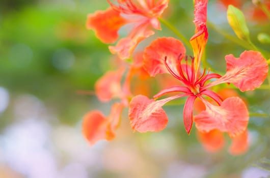 Beautiful flowe, beautiful nature with bokeh background