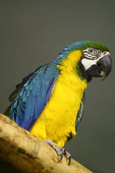 The bright colourful beautiful parrot sits on a branch
