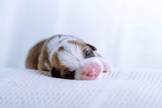 Close up cute, calm sleepy tricolored welsh corgi puppy dog lying on white soft blanket. Sweet dreams and relaxation after feeding. Vet treatment and control. Comfort and care for pets. Copy space