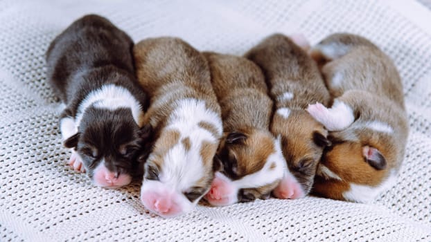 Cute five multicolored blind snoozing welsh corgi puppies dogs sleeping together on white soft blanket in row. Newborn animal kids, purebred pets. Domestic puppies, need nursing care and food