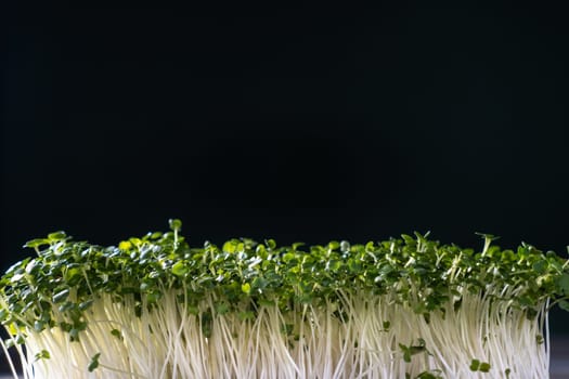 Microgreens domestic cultivation. Microgreen sprouts on black wall. Free place for text. Grown stems with green leaves, home seedling, favorable cultivation conditions. Vegan and organic food concept.