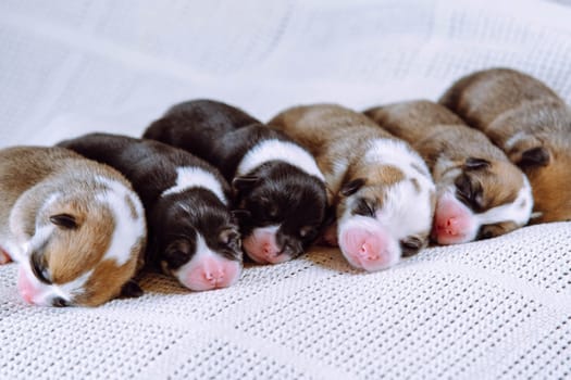 Multicolored brown, white and black welsh corgi puppies sleeping, lying together on white soft blanket in row. Newborn animals, purebred pets. Domestic puppies, need nursing care, food. Pet adoption