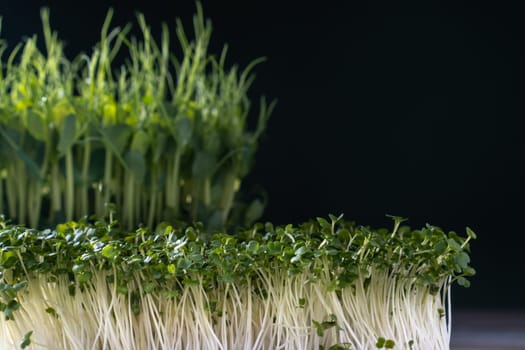 Different microgreens varieties domestic cultivation. Two types of microgreen sprouts on black wall, selective focus. Grown stems with green leaves, home seedling, favorable cultivation conditions.