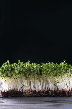 Microgreens domestic cultivation. Microgreen sprouts on black wall. Free place for text. Grown stems with green leaves, home seedling, favorable cultivation conditions. Vegan and organic food concept.