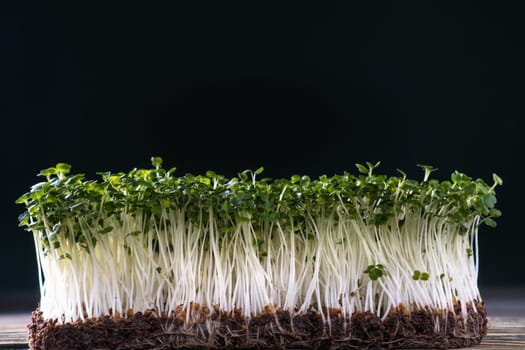 Microgreens domestic cultivation. One container with microgreen sprouts on black wall. Grown stems with green leaves, home seedling, favorable cultivation conditions. Vegan and organic food concept.