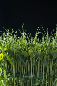 Microgreens domestic cultivation. Fresh dense microgreen sprouts on black wall closeup. Grown stems with green leaves, home seedling, favorable cultivation conditions. Vegan and organic food concept.