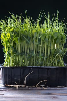 Microgreens domestic cultivation. Black container of fresh dense microgreen sprouts. Grown stems with green leaves, home seedling, favorable cultivation conditions. Vegan and organic food concept.
