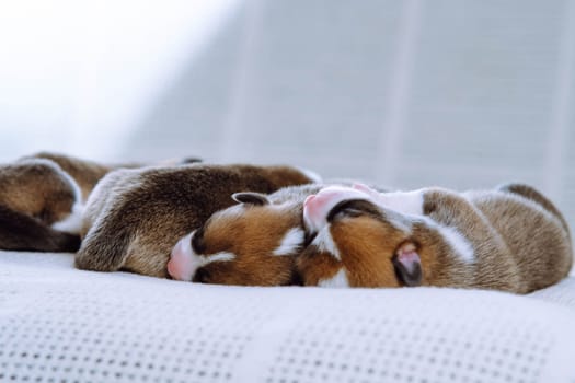 Adorable multicolored brown, white and black blind welsh corgi puppies sleeping together on white soft blanket in row. Newborn animals, purebred pets. Domestic puppies, need nursing care and food