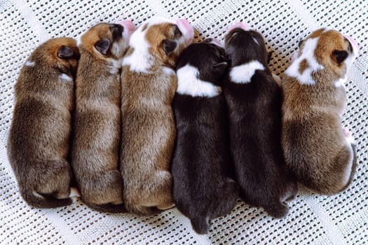 Lovely, nice, calm brown, white and black blind welsh corgi tiny puppies sleep together on soft blanket in row. Newborn animals, purebred pets. Domestic puppies, need nursing care and food. Top view