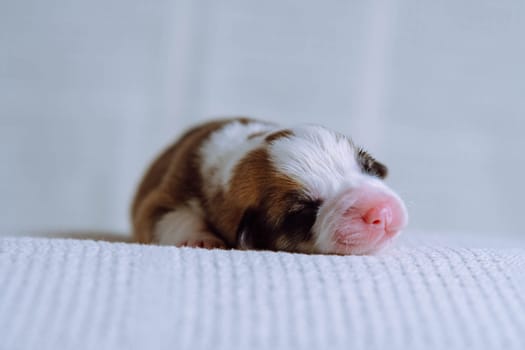 Close up adorable sleepy tricolored welsh corgi puppy lying on white soft blanket. Sweet dreams and relaxation after feeding. Comfort and care for young animals and pets. Vet control. Copy space