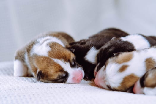 Close up front view of brown, white and black blind welsh corgi puppies sleeping together on white soft blanket. Domestic puppies, need nursing care and food. Small newborn animals, purebred pets
