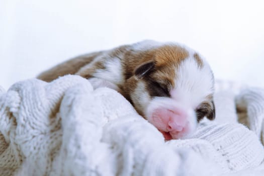 Close up adorable tricolored Welsh corgi puppy sleep on a white soft blanket in studio. Sleep well and tight. Comfort and care for young animals and pets. Vet treatment and control. Copy space