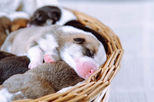 Close up cute, tricolored snoozing Welsh corgis in wicker baskets on a white background. Protecting and caring for pets. Two days of puppies in a shelter, animal and pet adoption and control.
