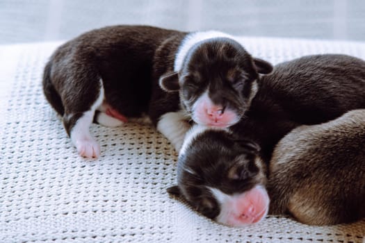 Snoozing multicolored brown, white and black blind welsh corgi puppies sleeping together on white soft blanket in row. Newborn animals, purebred pets. Domestic puppies, need nursing care and food
