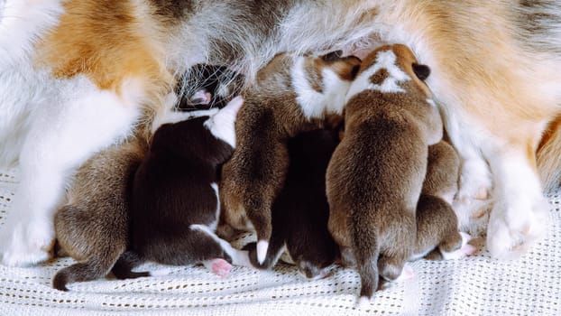 Tiny tricolor welsh corgi dog puppies eating and lying near mother, breastfeeding with milk on white blanket. Care of parent purebred dog. Maternity and first food for kids. Animal milk, healthcare