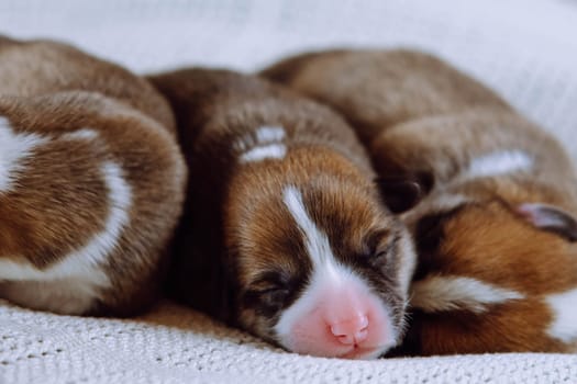 Three furry multicolored brown, white and black blind welsh corgi puppies sleeping together on white soft blanket in row. Domestic puppies, need nursing care and food. Newborn animals, purebred pets