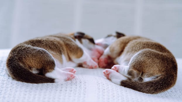 Rearview of sleepy multicolored brown white, black two blind welsh corgi puppies sleeping together on white soft blanket in row. Domestic puppies, need nursing care. Newborn animals, purebred pets.