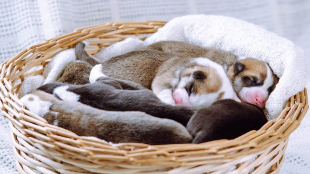 Sleepy, innocent welsh corgi puppies cling to each other, lying in blanket of wicker basket on white background. Pet care and protection. Small puppies in shelter, animal adoption and control