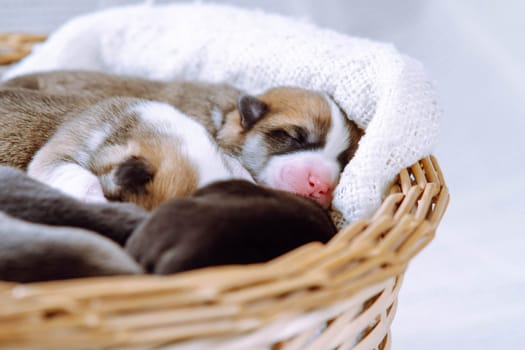 Furry, sleepy tricolored welsh corgi puppies lying in blanket of wicker basket on white background. Small puppies in shelter, animal adoption and vet control. Close up photo, pet care and protection.