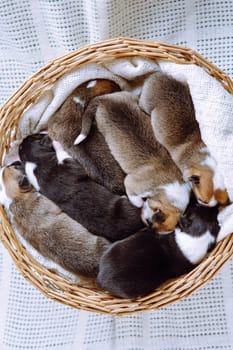 Vertical cute, tricolored snoozing Welsh corgis in wicker baskets on a white background. Protecting and caring for pets. Two days of puppies in a shelter, animal and pet adoption and control. Top view