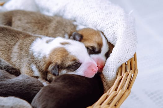Cute, furry, sleepy, innocent welsh corgi puppies lying in blanket of wicker basket on white background. Pet care and protection. Small puppies in shelter, animal adoption and control. Side view