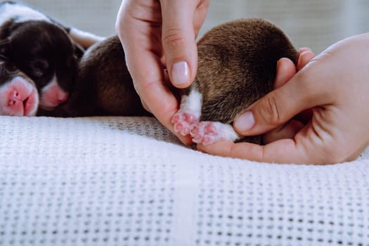 Cropped female hands hold carefully and showing tiny pink paws of welsh corgi dog puppy, sleep on white blanket. Cute 2 days puppies lying, napping in soft duvet after feeding. Pet care and protection