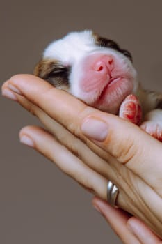 Vertical close up woman hands carefully holding tiny newborn puppy of Welsh corgi dog on gray studio background. 2 days blind animal in hands. Pet care, love and adoption. Dog kids care and control