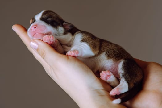 Cropped female hands carefully hold puppy of Welsh corgi dog on brown studio background. Tiny tricolor animal in hands. Pedigree dog breeding. Veterinarian hands, pet treatment and healthcare