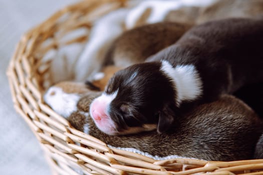 Close up cute, innocent welsh corgi puppies sleep in wooden wicker basket on white background. Pet care and protection. Two days puppies in shelter, animal adoption care. Blurred background