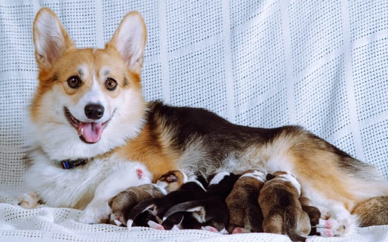 Funny cute red and white welsh corgi dog breastfeeding little puppies on white blanket. Animal milk, healthcare. Care and love of parent purebred dog. Maternity care, first food for kids. Copy space