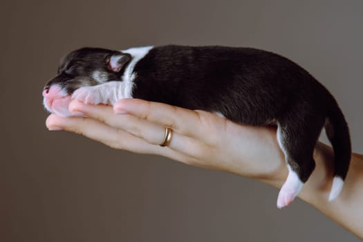 Close up unrecognizable human hand with ring on finger hold small sleepy puppy of Welsh corgi dog in gray studio. Pet care, love, adoption. Pedigree dog breeding. Tiny blind tricolor animal in hands.