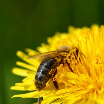 macro bee on yellow dandelion flower