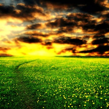 sunrise yellow colorful clouds and  dandelion field