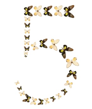 Five number butterfly show isolated