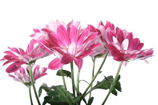 beautiful pink spring flower close-up