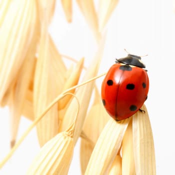 ladybug on wheat isolated white background