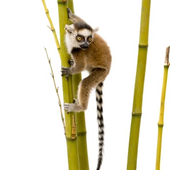 Ring-tailed Lemur (6 weeks) - Lemur catta in front of a white background