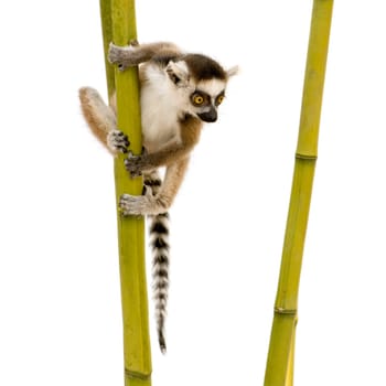 Ring-tailed Lemur (6 weeks) - Lemur catta in front of a white background