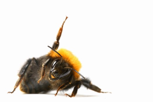 dance aerobic bumble bee isolated on white background
