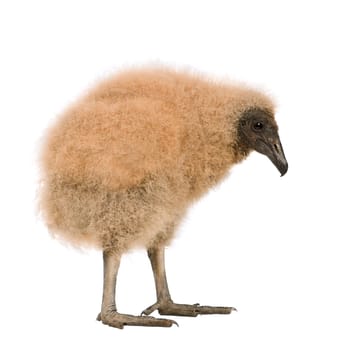 Vautour Urubu (33 days) - Coragyps atratus in front of a white background