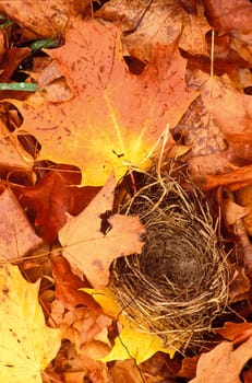 Empty Nest