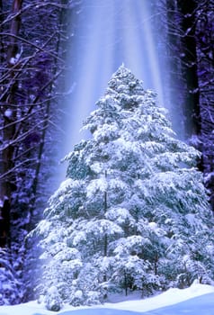 Evergreen in Underhill Vermont.