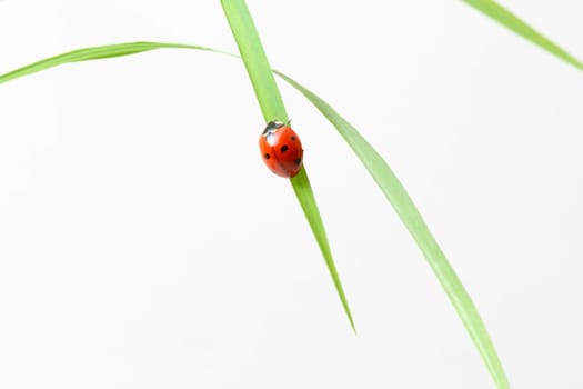 red ladybug on green grass isolated