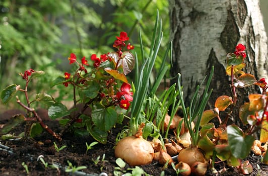 bed of red flowers and green onions close-up, grown on an open ground