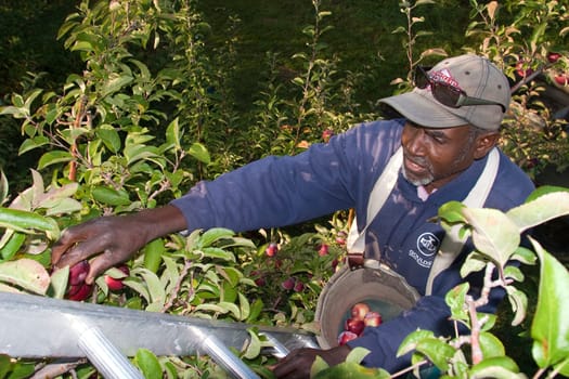 Jamaican migrant workers picking apples in S. Hero, Vt.